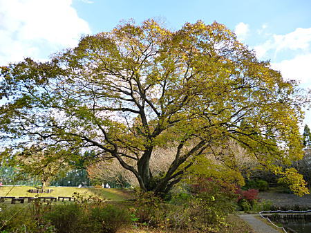 エノキの紅葉