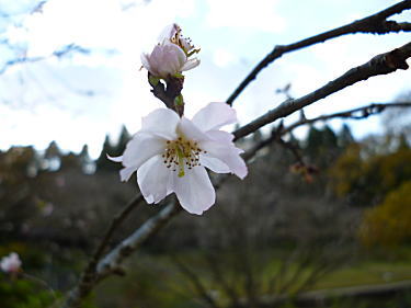 冬桜