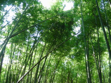 竹林の緑があざやか。