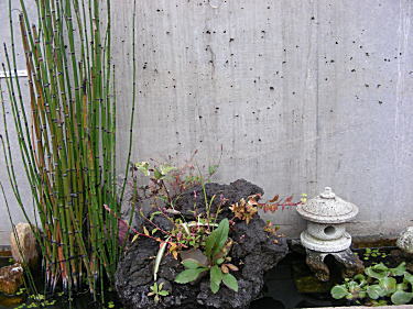 塀際のミニ庭園
