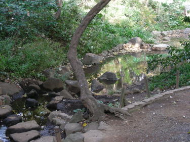 上の池の上流