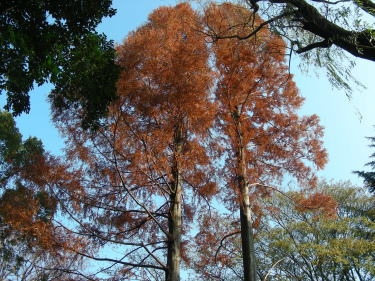 メタセコイヤの紅葉