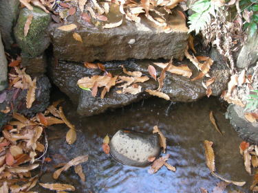 水が湧きだしています