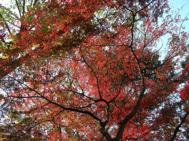 紅葉