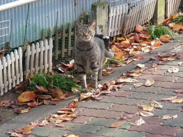 猫が二匹