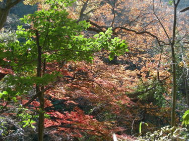 緑と紅葉