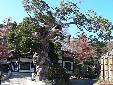 タブノキ