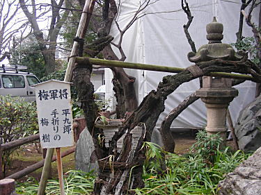 平九郎が手折った梅樹