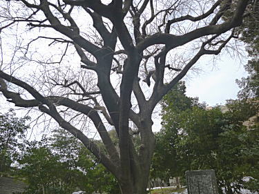 楷樹(カイノキ)