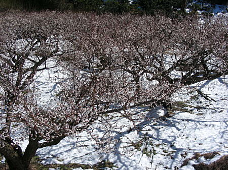 雪と梅2