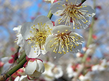 梅の花のアップ1