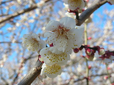 梅の花のアップ2
