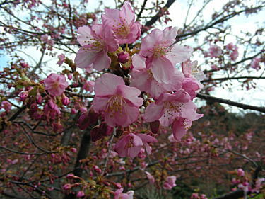 桜が咲いていました