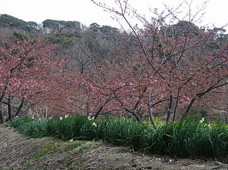 桜と水仙と菜の花