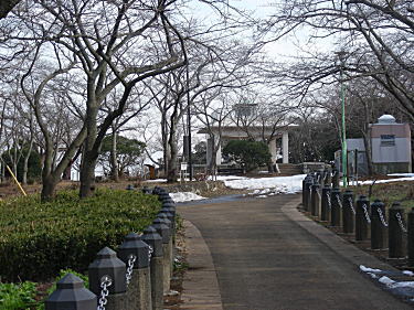公園は桜の名所みたい