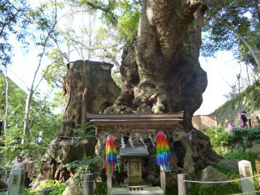 大楠3