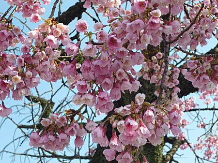 熱海桜