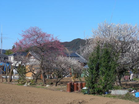 民家の梅