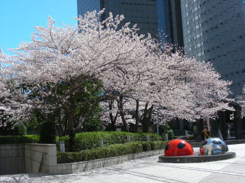 連絡通路の桜1