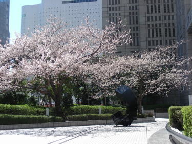 連絡通路の桜2
