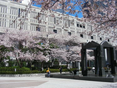 連絡通路の桜3