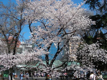 桜が満開1