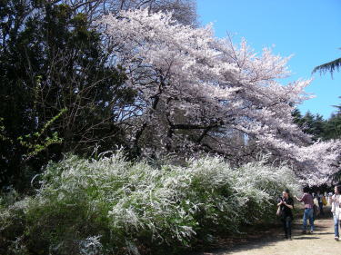 桜が満開2