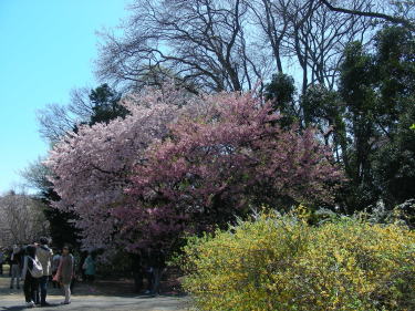 桜が満開3