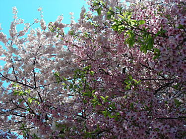 桜が満開4