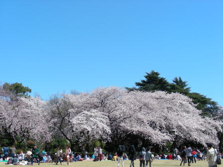 桜が満開5