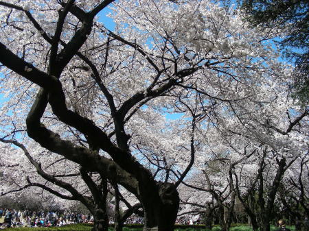 桜の幹が面白い