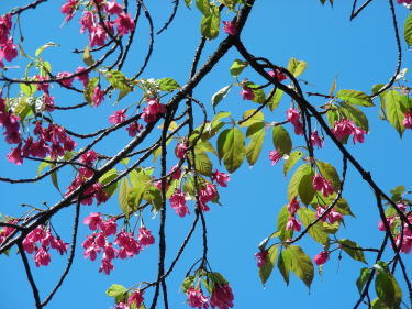 ヒマラヤ緋桜