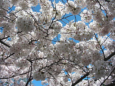 大島桜1