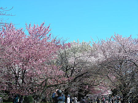 桜が満開6