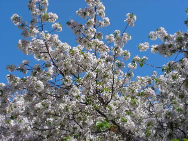 大島桜2