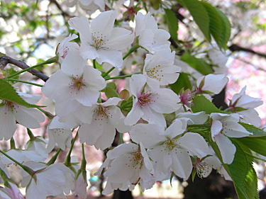 大島桜3