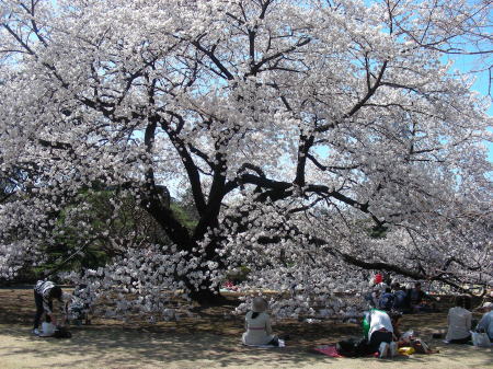 桜が満開7