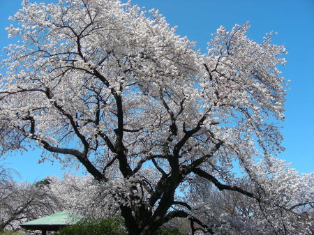 桜が満開8