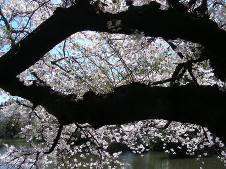 桜の幹