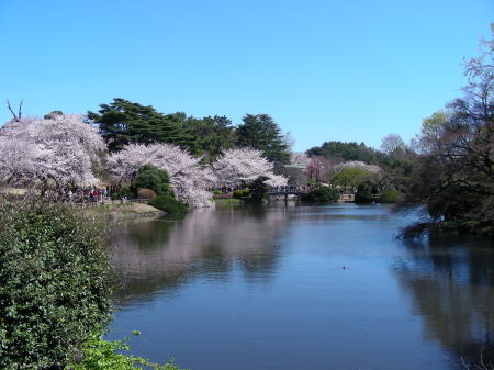 日本庭園の池