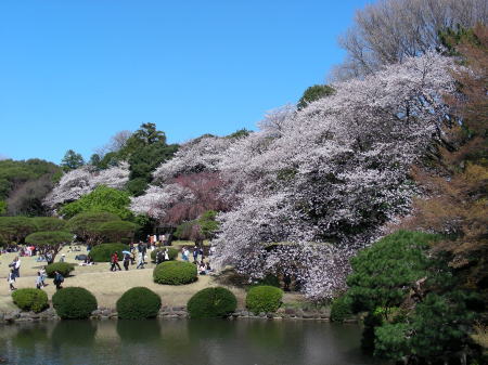 日本庭園の桜1