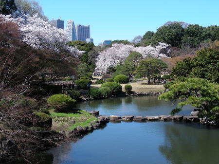 日本庭園の桜2