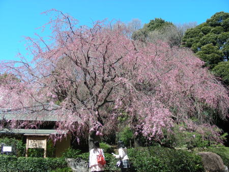 楽羽亭前の枝垂れ桜