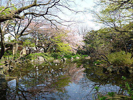 名残りの桜が池に映っています。
