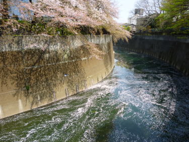 石神井川にも桜が流れています