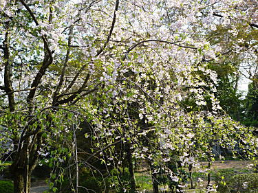 枝垂れ桜?