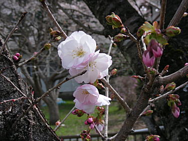やさしい薄ピンクの八重桜