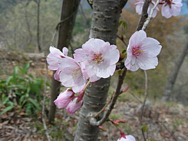 桜がチラッ