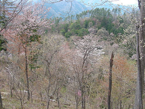 まだまだ桜が山を彩っています。