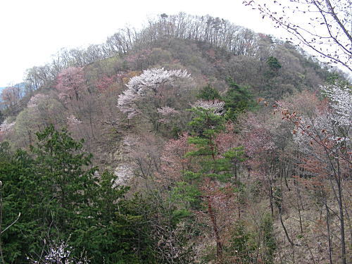 八重山は 山全体が 桜かな。